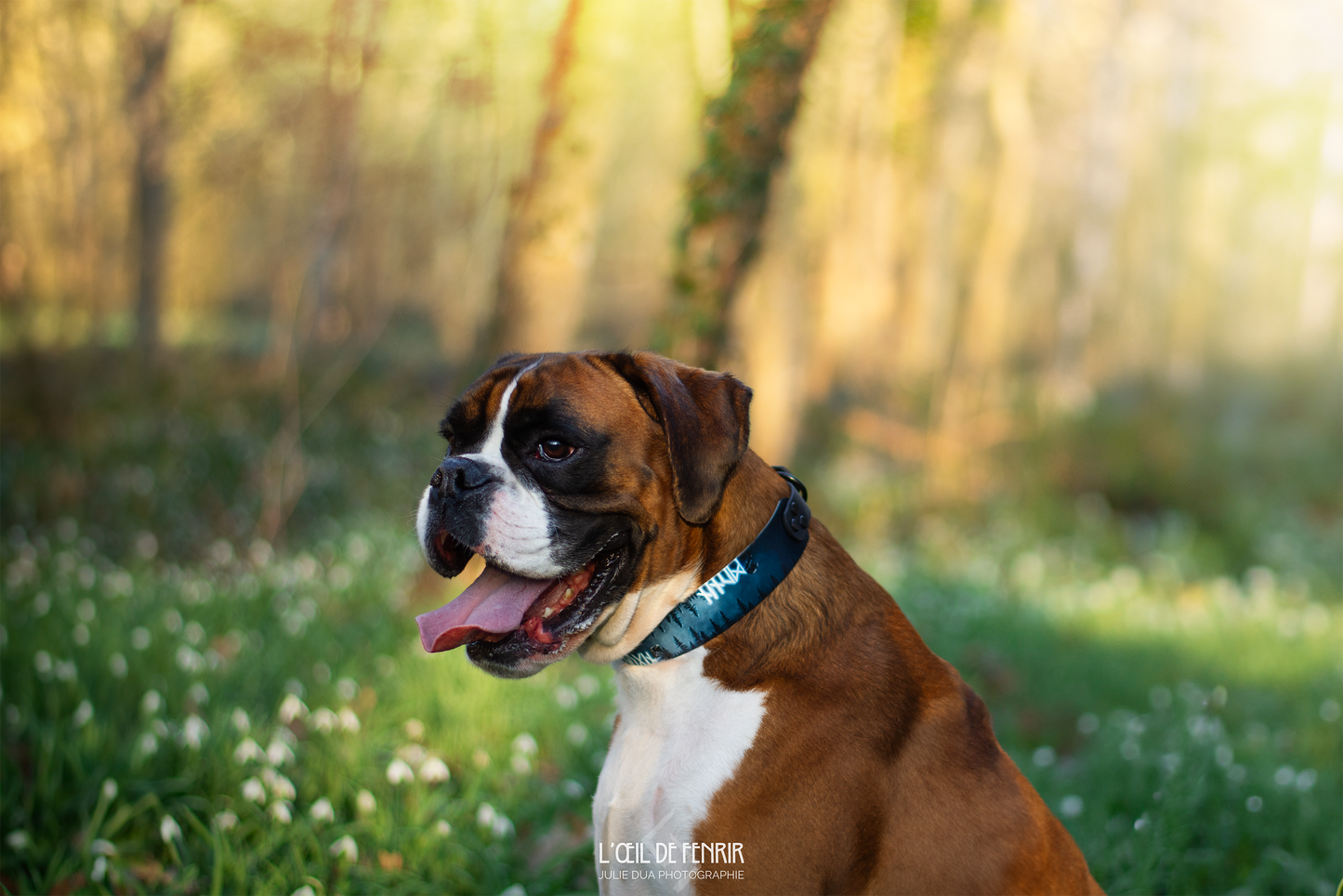 Hugin et Munin 38 et 50mm