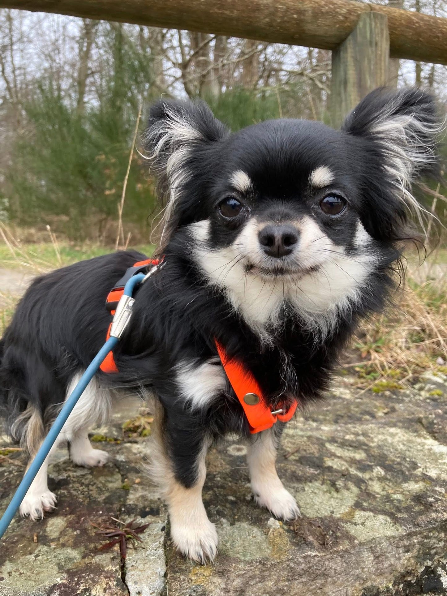 Harnais Très petits chiens < 6kg