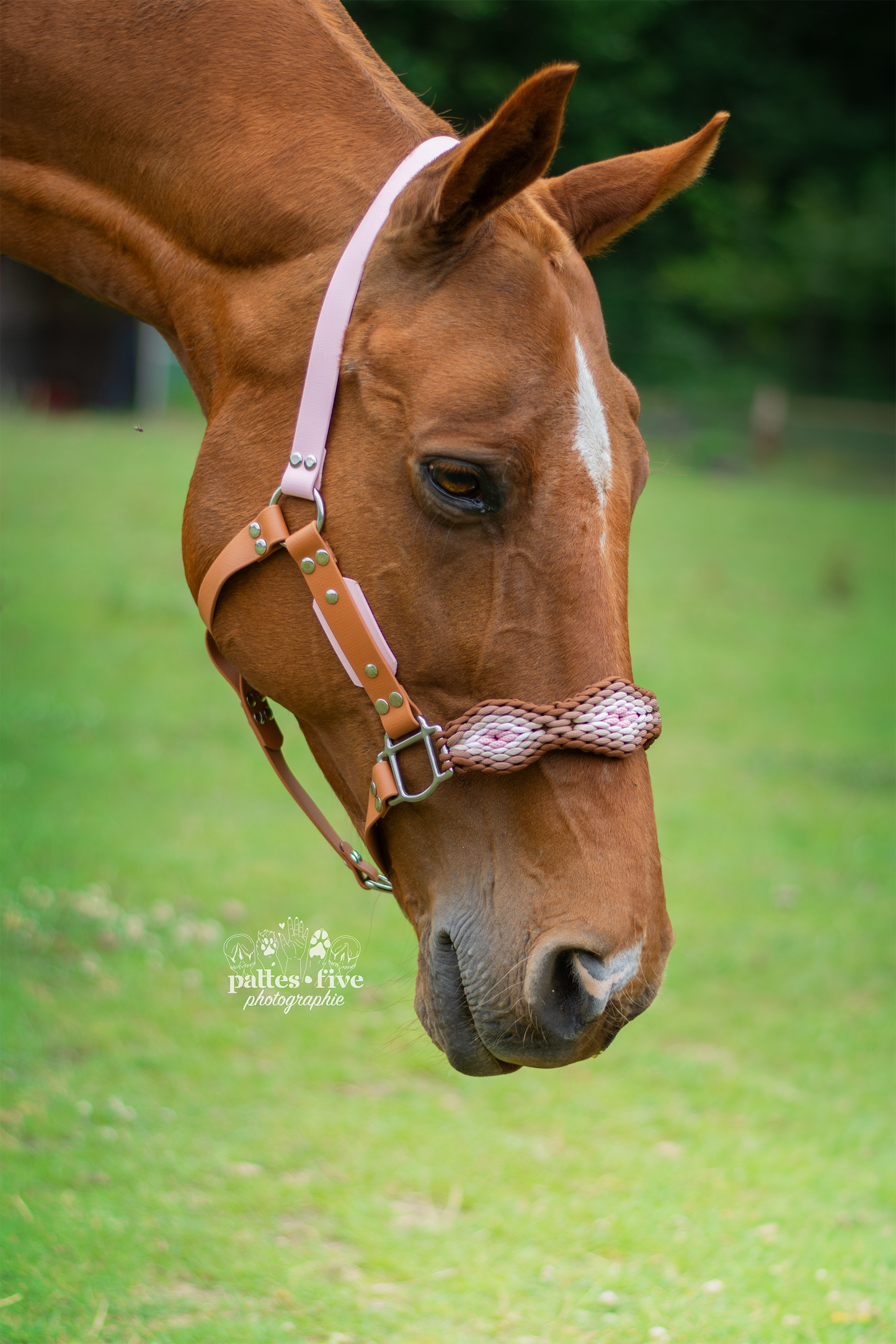 Licol Jörmungand Cob