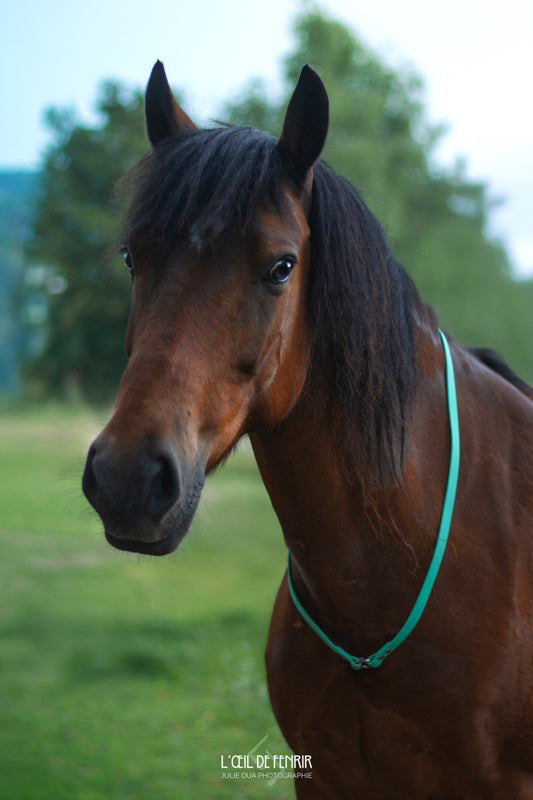 Cordelette en biothane