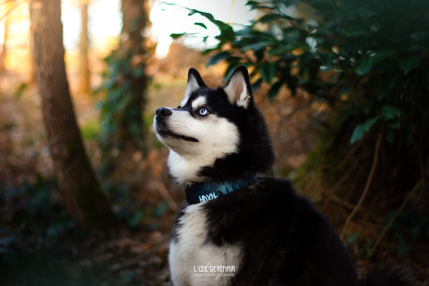 Hugin et Munin 38 et 50mm