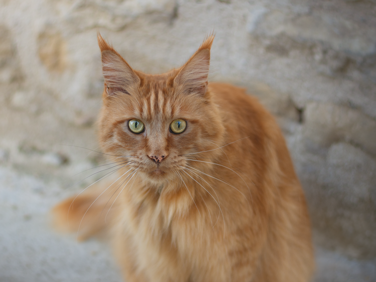 Chat