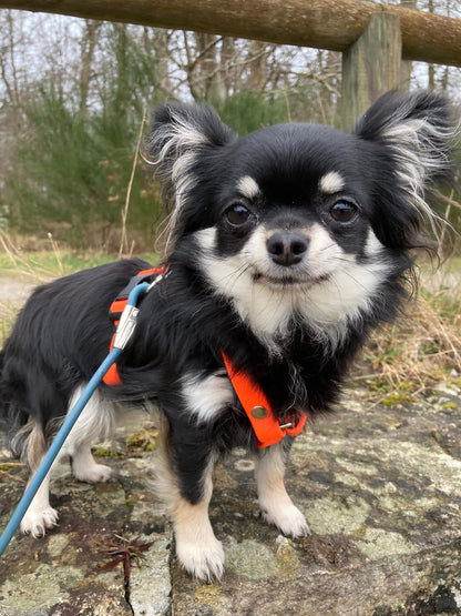Harnais Très petits chiens < 6kg
