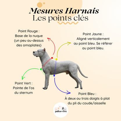 Harnais Paracorde