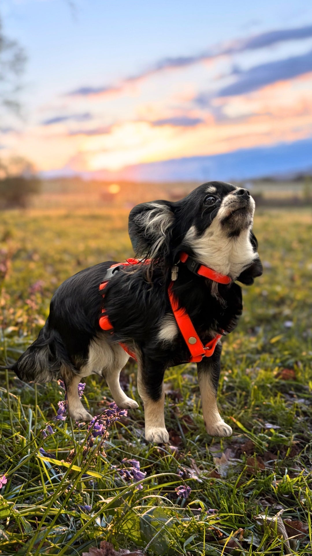 Harnais Très petits chiens < 6kg