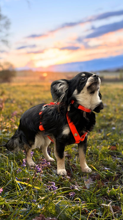 Harnais Très petits chiens < 6kg